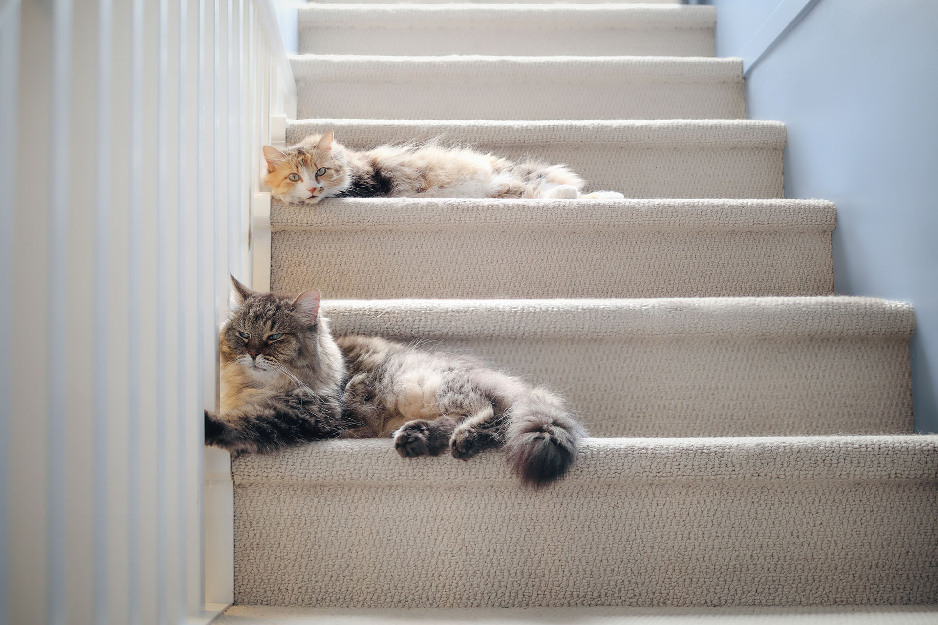 Carpeted staircase treads in a residential interior with a pet on the stairs