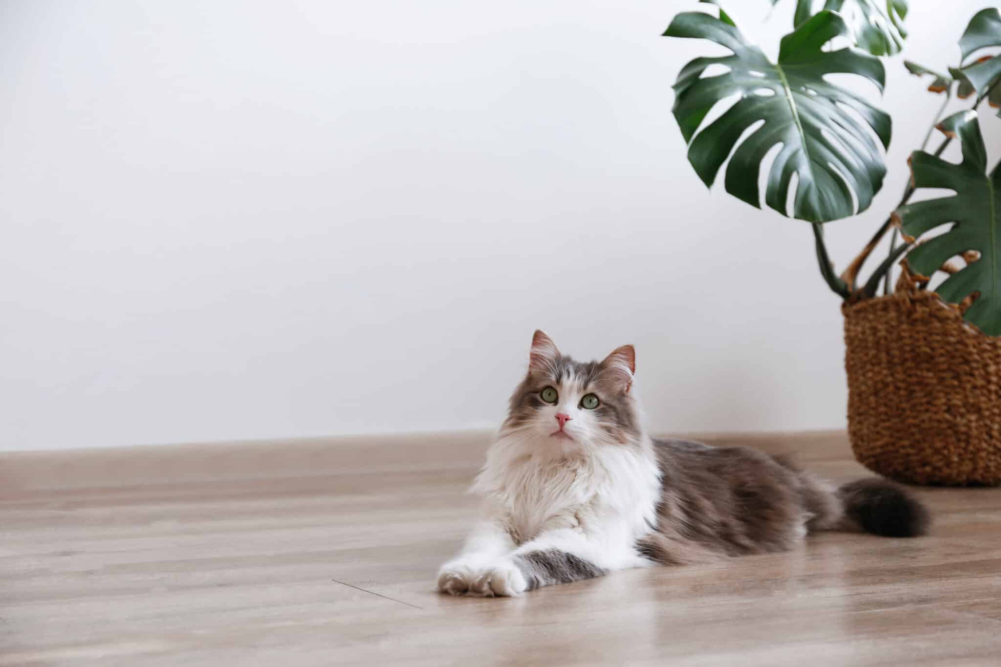 Long-haired cat lying on a light wood-look hard surface floor near a plant